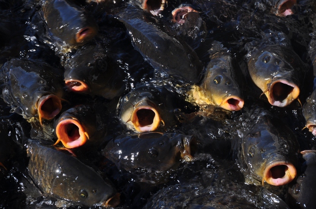 fish, lake mead marina